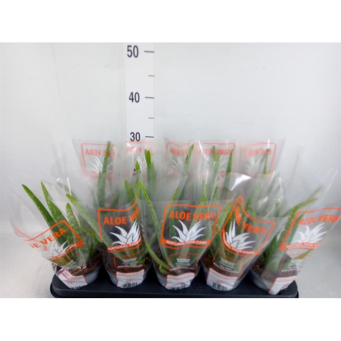 <h4>Aloe vera</h4>