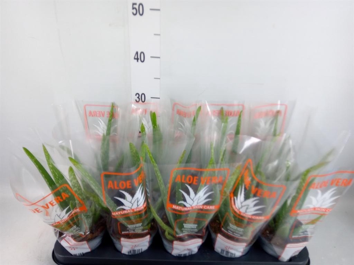<h4>Aloe vera</h4>