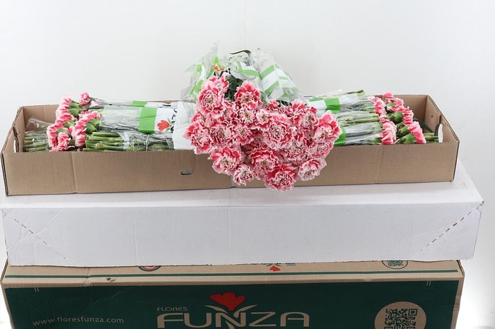 <h4>Di St Joker Box</h4>