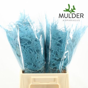 Asparagus DYED Turquoise