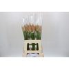 Nerine Vesta K