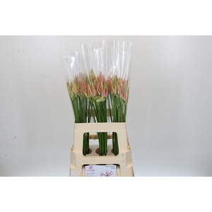 Nerine Vesta K