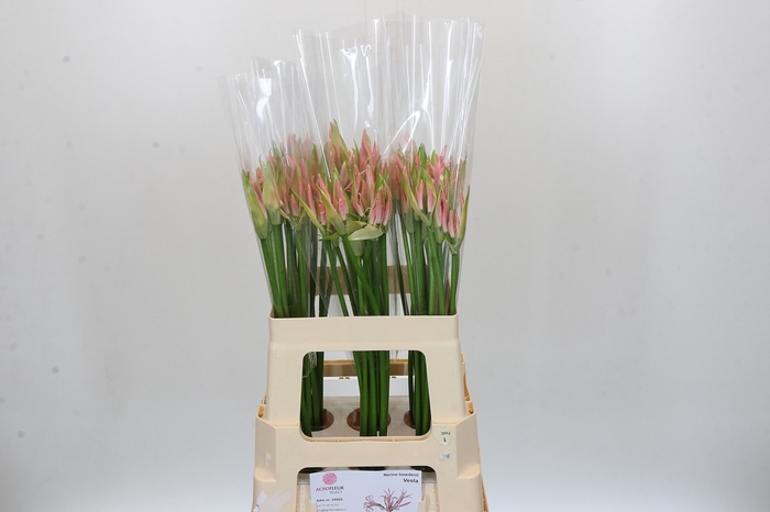 Nerine Vesta K