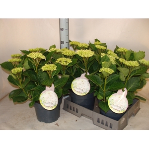 Hydrangea mac.   ...