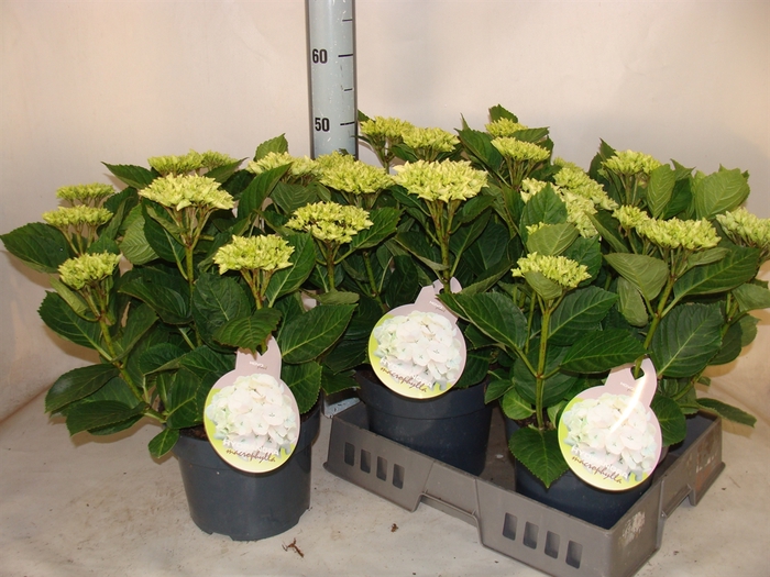 <h4>Hydrangea mac.   ...</h4>