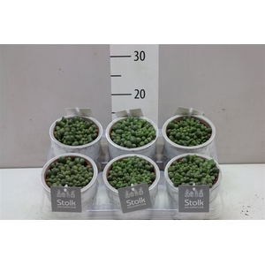 Lithops Stone Keramiek