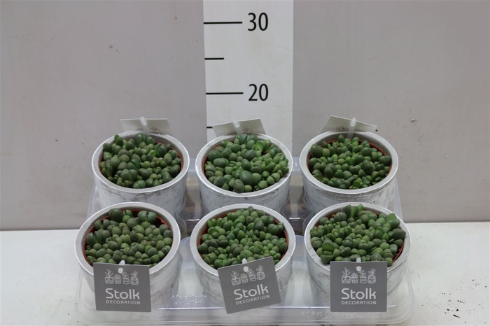 <h4>Lithops Stone Keramiek</h4>