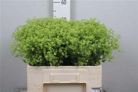 <h4>Alchem M Robustica</h4>