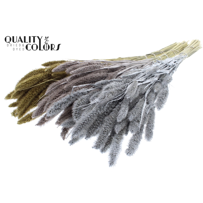 <h4>Setaria per bunch Mixed colours Wedding</h4>