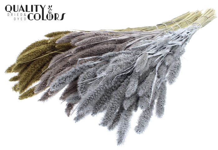 <h4>Setaria per bunch Mixed colours Wedding</h4>