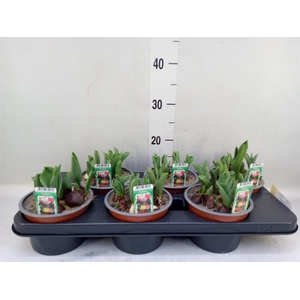 Tulipa   ...mix in pot