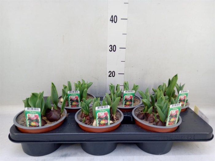 <h4>Tulipa ...mix in pot</h4>