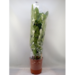 Schefflera actin. 'Amate'