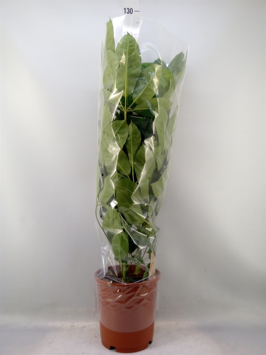 <h4>Schefflera actin. 'Amate'</h4>