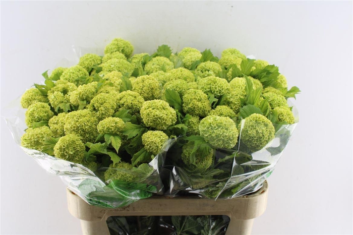 <h4>Viburnum Roseum 80cm 4 Bal</h4>
