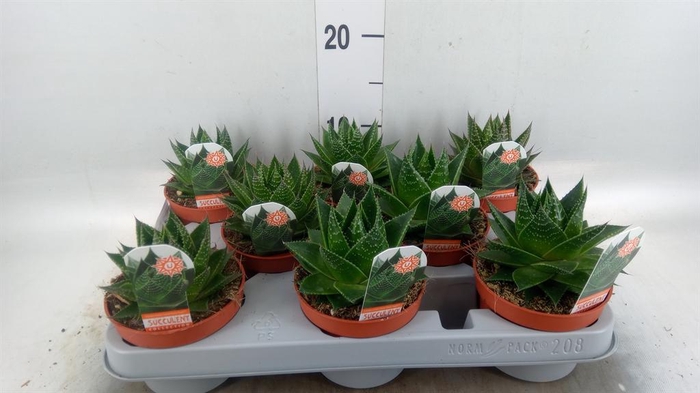 <h4>Aloe aristata 'Cosmo'</h4>