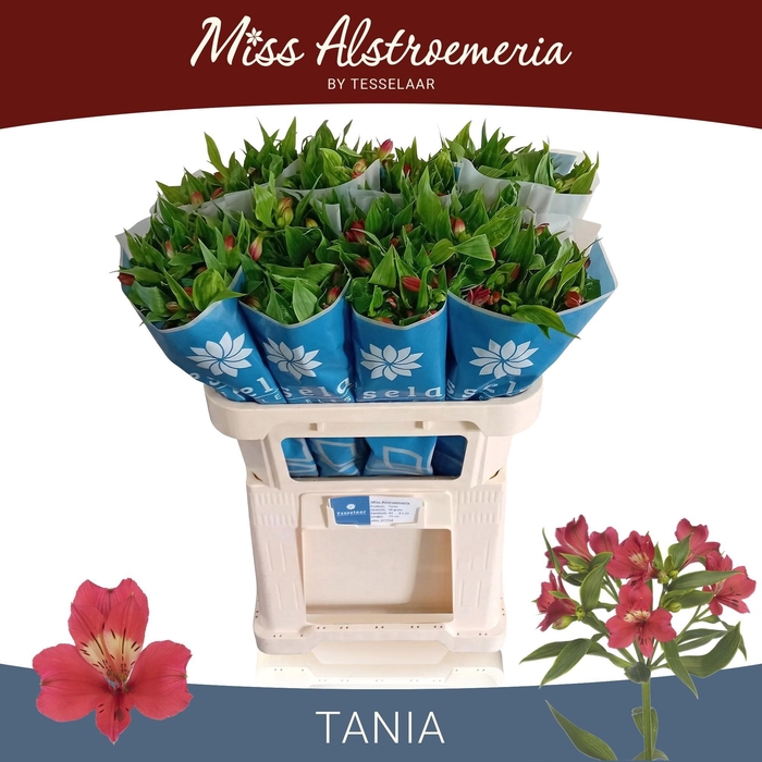 <h4>ALSTR TANIA BQCM</h4>