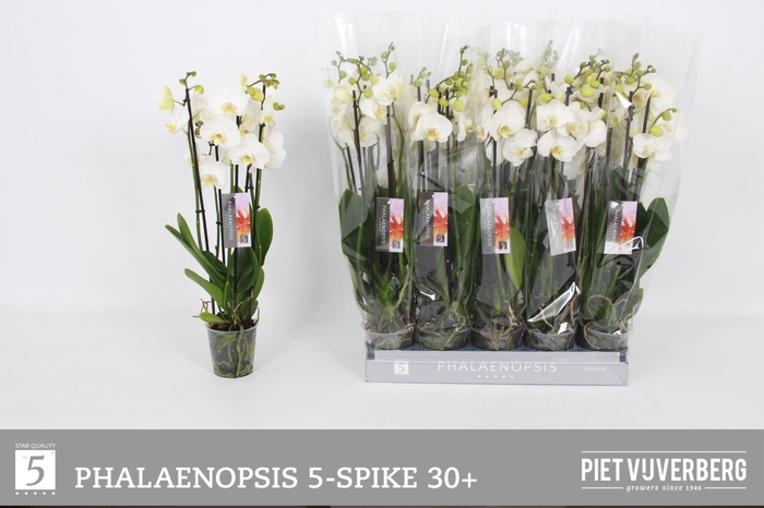 <h4>PHAL OV WIT</h4>