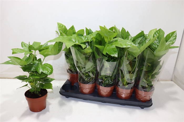 <h4>Fatsia Ov</h4>