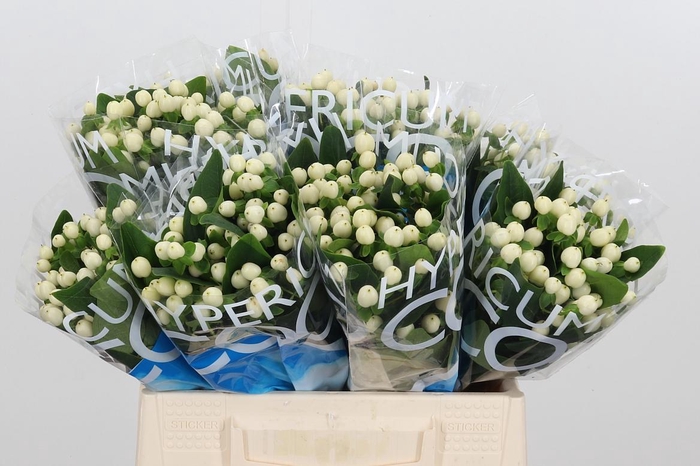 <h4>Hyp Coco Uno</h4>