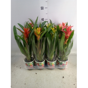 Guzmania   ...mix