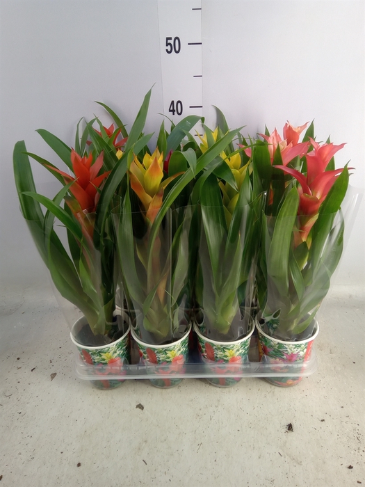 <h4>Guzmania   ...mix</h4>