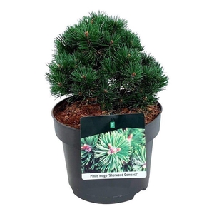 Pinus mugo 'Sherwood Compact'