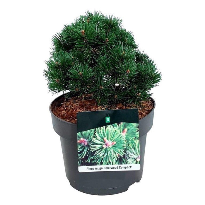 <h4>Pinus mugo 'Sherwood Compact'</h4>