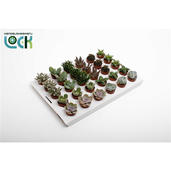 <h4>Succulenten mix</h4>
