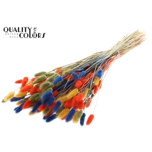 Lagurus Premium per bunch Colourful 6