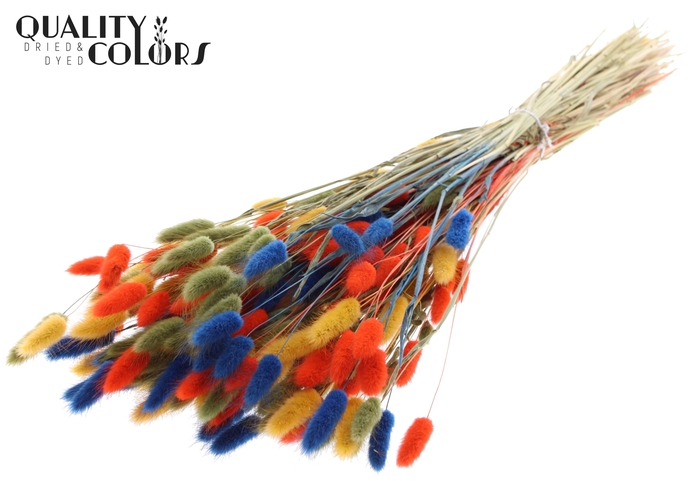 Lagurus Premium per bunch Colourful 6