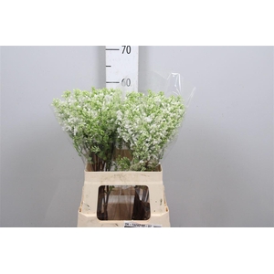 Syr V Engler Weiss T 4+