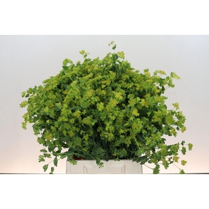 Bupleurum Griffithii