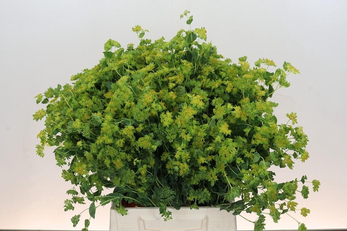 <h4>Bupleurum Griffithii</h4>