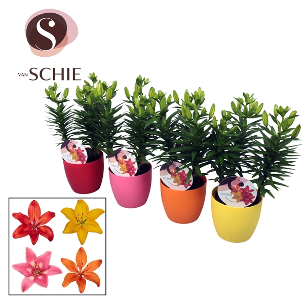 <h4>Aziaat Mix 13cm DECOPOT</h4>
