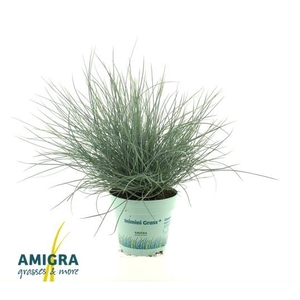 Festuca glauca 'Compacta Blue'