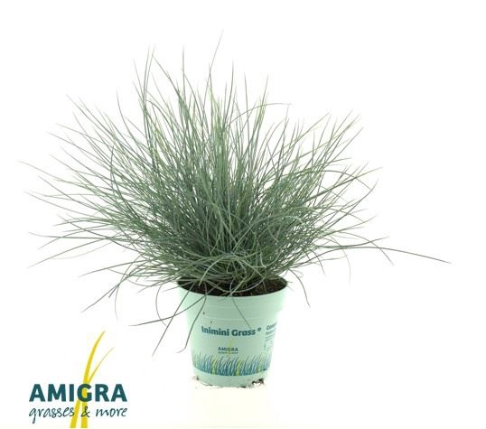 <h4>Festuca glauca 'Compacta Blue'</h4>