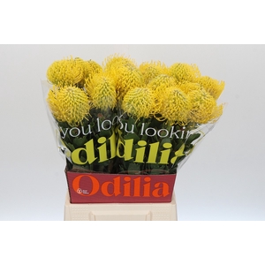 Nutans Ayoba Yellow