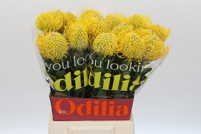 <h4>Nutans Ayoba Yellow</h4>