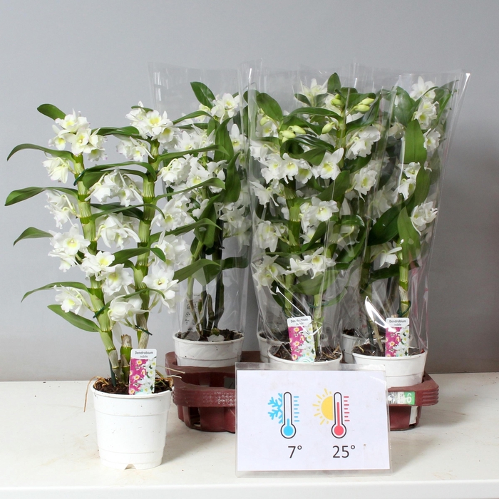 <h4>DENDR N SC APOLLON</h4>