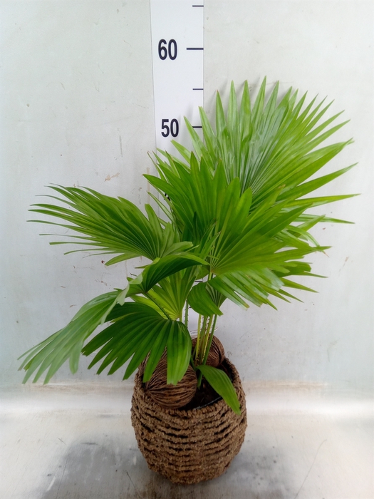 <h4>Livistona rotundifolia</h4>