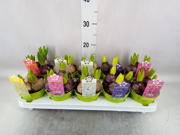 <h4>Hyacinthus orie. 'Pearl'  ...mix  5</h4>