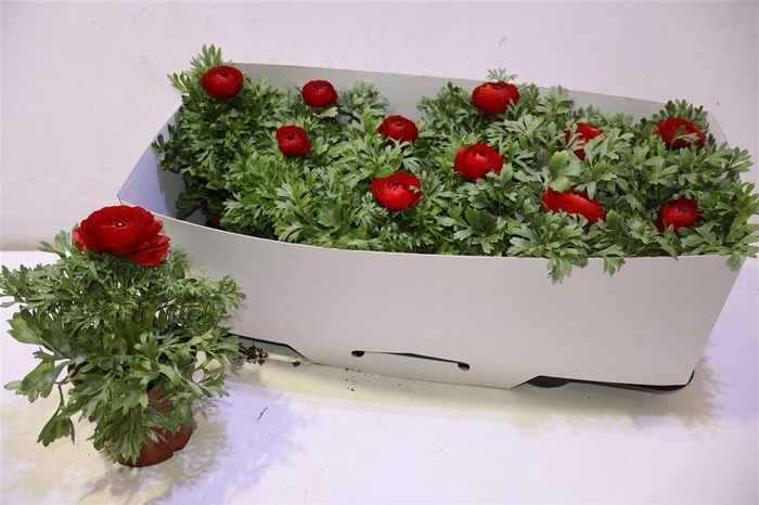 <h4>Ranun Sprink Red</h4>