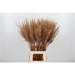 Calamagrostis Kl Bh Antiek Goud