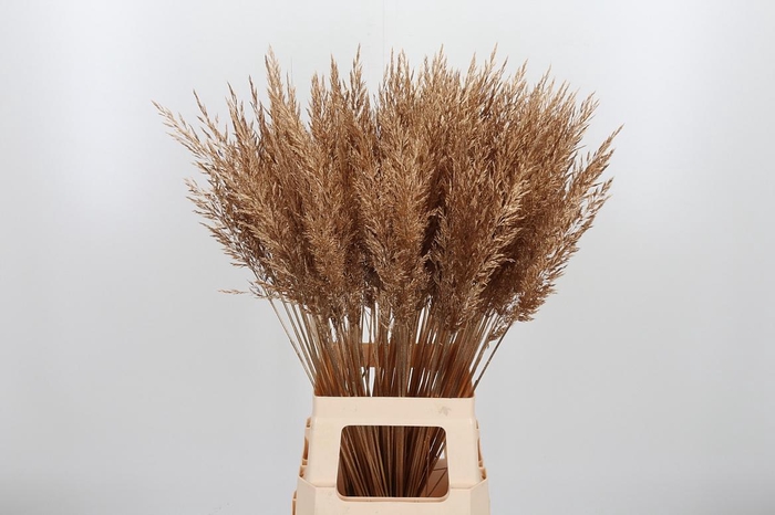 <h4>Calamagrostis Kl Bh Antiek Goud</h4>
