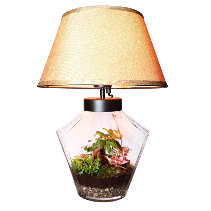 <h4>Wardians Terrarium - Victoria + LED bulp (wired 220V)</h4>