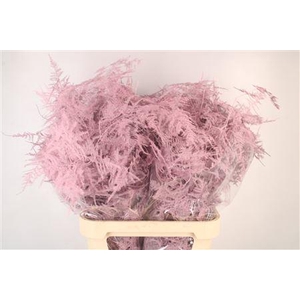 Asp Lang Getopt L Pink