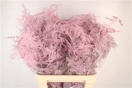 <h4>Asp Lang Getopt L Pink</h4>