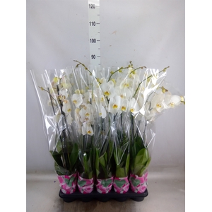 Phalaenopsis   ...white