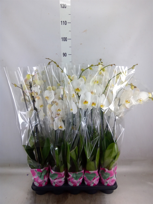 <h4>Phalaenopsis   ...white</h4>